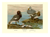 Steamer Ducks