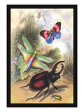 Butterfly  Dragonfly  and Beetles