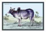 Indian Ox