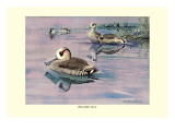 Pink-Eared Duck