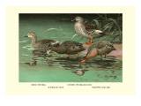Four Duck Varieties