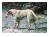 Champion Borzoi