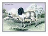 The Persian Sheep