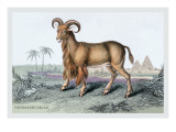 The Bearded Argali