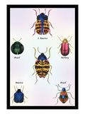 Beetles of Barbary and the Americas
