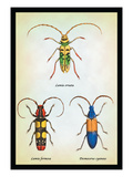 Beetles: Lamia Ornata  L Formosa and Desmocerus Cyaneus