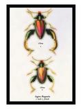 Beetle: Chinese Sagra Buquetu
