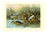 Shoveller Family of Ducks