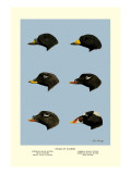 Heads of Scoters