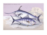 Plain Bonito and Swordfish