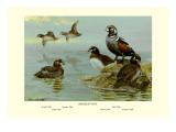 Harlequin Duck