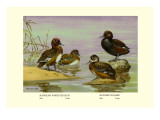 Australian White-Eyed and Southern Pochard Ducks