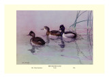 Ring-Necked Duck
