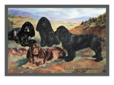 Four Cocker Spaniels