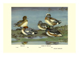 Widgeon Ducks