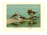 Ring-Necked and Brazilian Teals