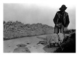 Man and His Pigs