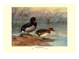 Rosy-Billed Duck