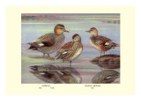 Gadwall and Coues's Gadwall Ducks