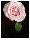 Simple Rose I