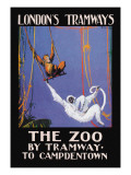 The Zoo Monkeys