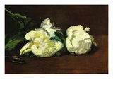 Still Life  White Peony