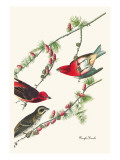 Purple Finch