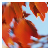 Orange Leaves in the Wind