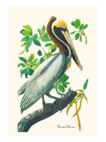 Brown Pelican