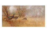Wild Turkeys