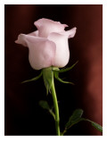 Simple Rose III