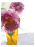 Wild Rose Morning II