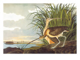 Long-Billed Curlew