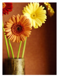 Friendly Daisies