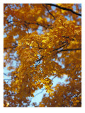 Golden Autumn Leaf Cascade