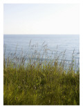 Grassy Berm at Water's Edge