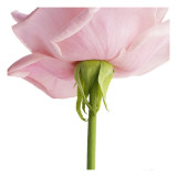 Powder Pink Rose II
