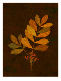 Autumn Leaves III