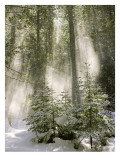 Winter Forest I