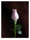 Simple Rose II