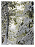 Winter Forest II