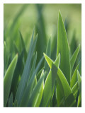 Iris Blades