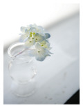 Small Cluster of White Hydrangea