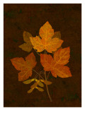 Autumn Leaves II