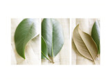 Leaves and Muslin Triptych