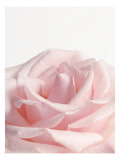 Powder Pink Rose I