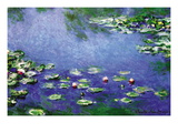 Water Lilies