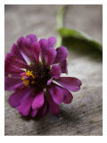 Purple Zinnia