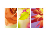 Exotic Floral Triptych