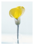 Yellow Lily